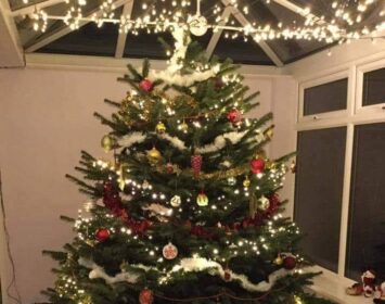 Christmas trees 2021